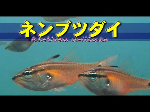 【 ネンブツダイ 】消えゆく念仏　Ostorhinchus semilineatus