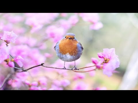 Relaxing piano music with nature forest sounds - meditative ambient music for fast relaxation.