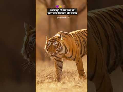 shayari || shayari attitude status||terinding video || lion attitude status ||lion status ||