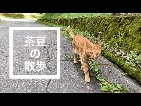 散歩猫,猫と散歩する動画,散歩のお供,猫と一緒に散歩,猫が散歩する動画,散歩に行くと猫が先行で歩きたがる,茶豆の散歩,森猫,茶トラ猫,猫動画, 山中湖村の森に移住,地方移住, no83@bokuchamame