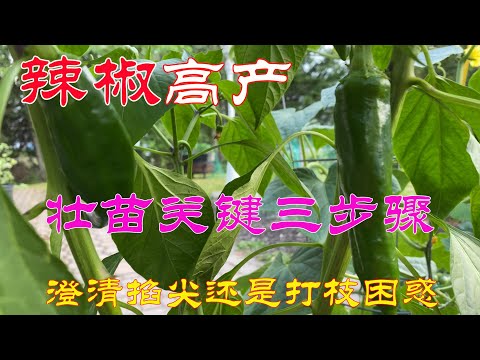 【渔耕笔记】种辣椒 | 辣椒高产壮苗关键三步骤  揭秘辣椒该掐尖还是该打枝