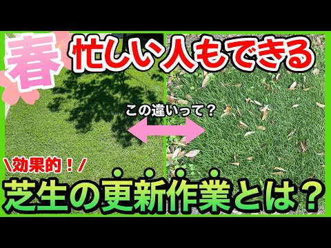 【必見】芝生の春の更新作業って全部必要なの⁉️忙しい人向けのお手入れの考え方！