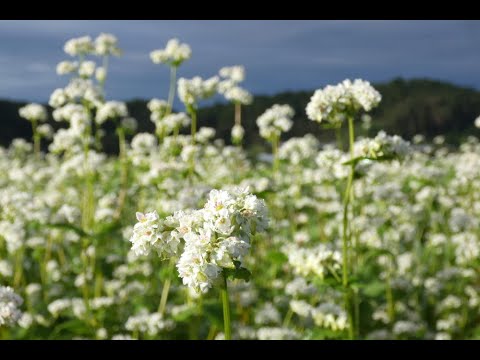 笠蕎麦の花  2023.09.14