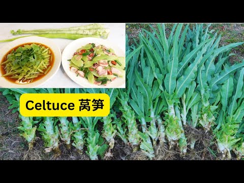 What is celtuce? How to make celtuce salad and stir-fry bacon celtuce. 美国自家菜园的莴笋菜，制作凉拌莴笋和培根炒莴笋