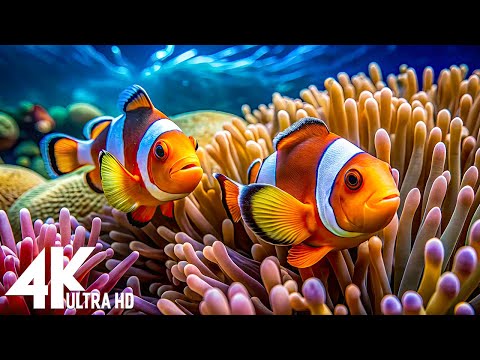 Aquarium 4K VIDEO(ULTRA HD) - Amazing Beautiful Coral Reef Fish - Sleep Relaxing Meditation Music #5