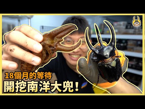 Raising a Handsome Caucasus Beetle｜Chalcosoma Chiron kirbyi