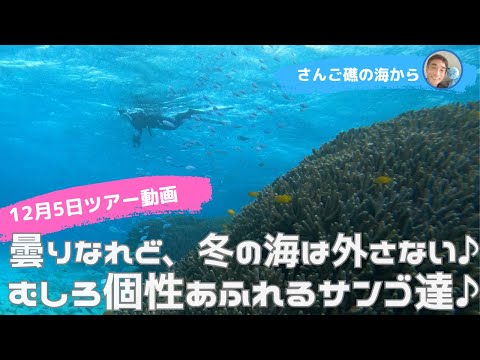 【石垣島】冬の海は外しません！むしろ個性あふれるサンゴを満喫スキンダイビング♪12月5日シュノーケリングツアー動画