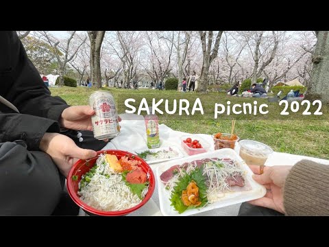 Sakura picnic with fresh Sashimi bento | Visit local fish market in Japan