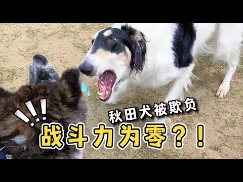 😂誰説秋田犬好戰？？明明就是個受氣包...