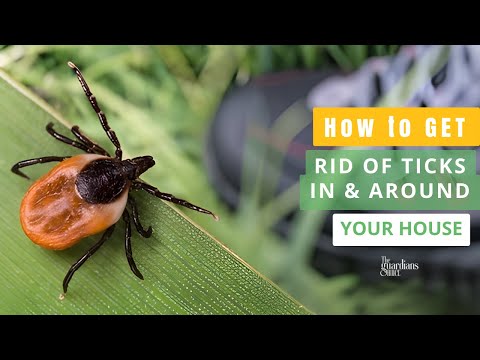 How To Get Rid Of Ticks In And Around Your House - Ultimate Guide!