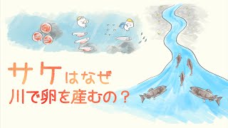 サケが川で卵を産む理由 ~鮭の遡上と環境への適応~