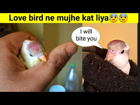 My budgie bite my finger | Love bird