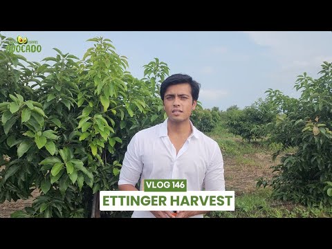 Ettinger Avocado Harvest in Bhopal | 6268643227 to purchase plants | Indo Israel Avocado Vlog 146