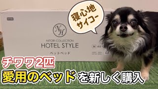 【チワワ】愛用のベッドを新しく購入🐶ニトリのペットベッド🛌