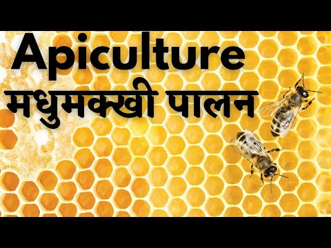 BEEKEEPING | APICULTURE | मधुमक्खी पालन कैसे करें?| BEEKEEPING TRAINING | APICULTURE DETAIL INFO 🐝🐝🐝