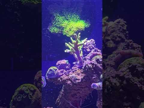 Small Hammer coral garden Innovative Marine 15 gallon aio