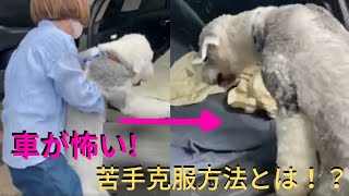 【大型犬】車に乗るのが怖い！？苦手なことを克服する方法とは！！