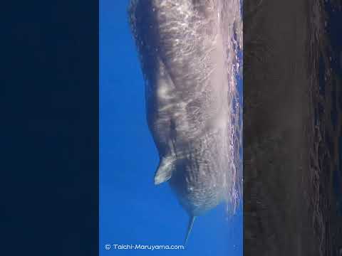 🐳止まってウトウト寝ていたマッコウクジラ、可愛かった。。😴