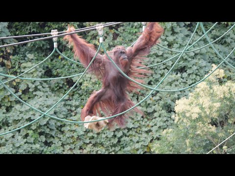 Riki and Nana in Fukuoka, Mimi and Yuki in heaven 　Fukuoka City Zoo Orangutan 202411