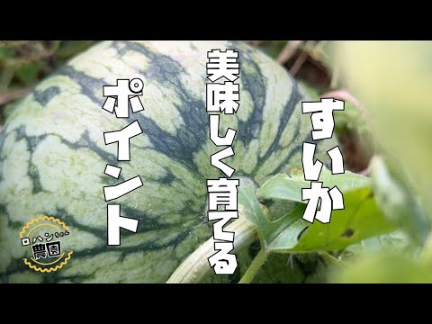 雨が多くても美味しく育つ！？【スイカ】栽培のポイント【農家の家庭菜園】