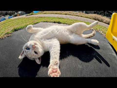 Siamese cat shows belly and attacks human hand