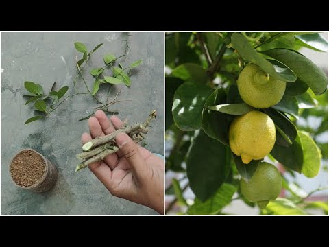 Lemon plant propagate from cutting | नींबू को कलम से कैसे लगाए | Nimbu ko kalam se kaise ugaye