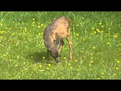 Little fawn 8-14-11