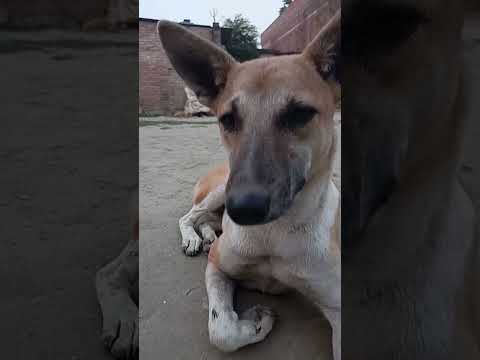 Innocent street dog | #doglover #trending #viralvideo #youtubeshorts #shorts #streetdog