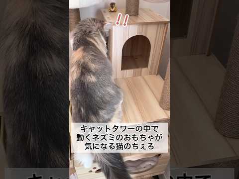 キャットタワーの中で動くネズミのおもちゃが気になる猫のちぇろ #shorts #cat