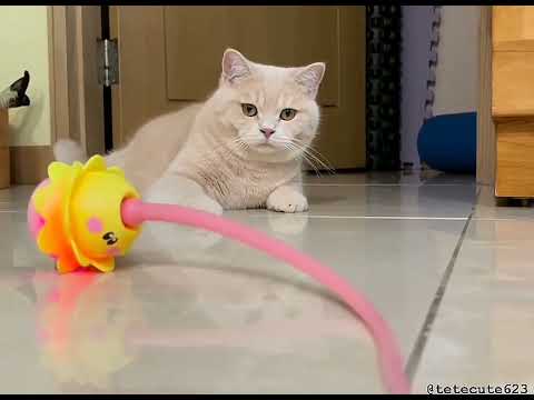 Crazy Fun with New Cat Toy! Watch Tea and San Go Wild!