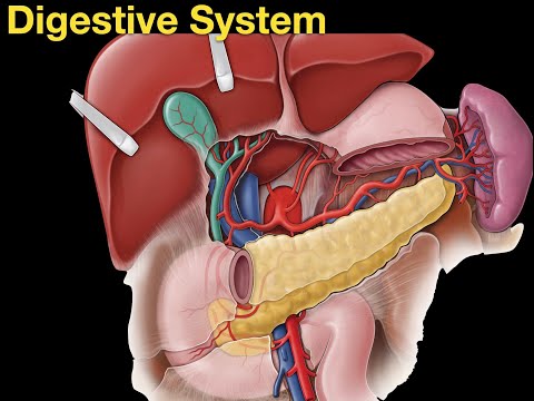 Digestive system