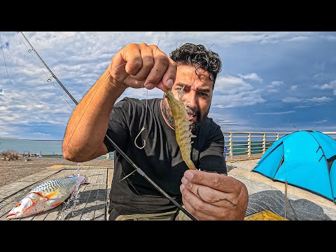 1 Dia de Pesca na Flórida, Grandes Camarões e Peixe Assado