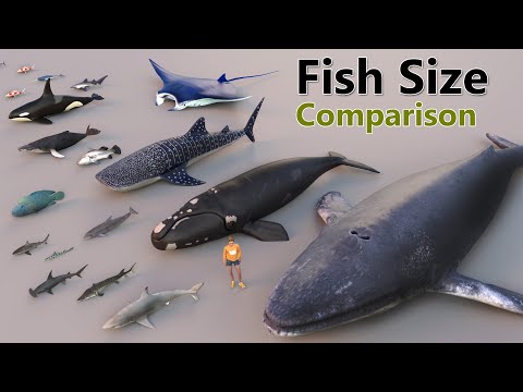 Fish Size Comparison | Smallest Fish | World Largest Fish | water animal | mammal size