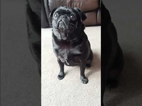 viral blind reaction is it cheating? pet edition. #cute #funny #pug #blindreaction #funwithpets