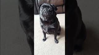 viral blind reaction is it cheating? pet edition. #cute #funny #pug #blindreaction #funwithpets