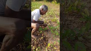 Hand weeding in radish field 🌱🌱 #shortsfeed #shorts #youtubeshorts #trending #viralshorts #radish