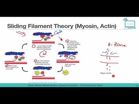 Sliding Filament Theory Myosin, Actin