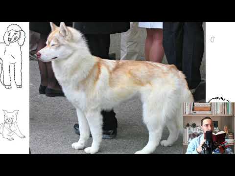 Siberian Husky or Husky. Temperament, price, how to choose, facts, care, history