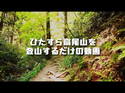 作業用BGM？【登山動画】【 新緑の高尾山】  ほぼノーカット