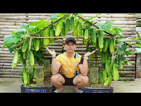 Easiest Way To Grow HUGE Cucumbers - Abundant Harvest, No Effort