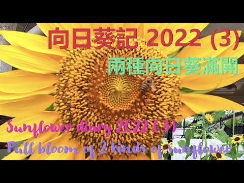 兩種向日葵 🌻  滿開  –  巨人向日葵 & Sunflower Sonja – Full Bloom of 2 Kinds of Sunflower  {種花篇 Gardening}