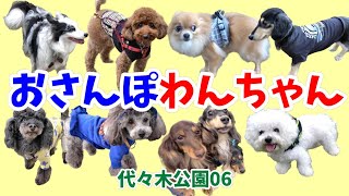 【おさんぽわんちゃん】代々木公園のおさんぽわんちゃん。代々木公園わんわんカーニバル開催日での代々木公園でのおさんぽわんちゃん。代々木公園わんちゃん06