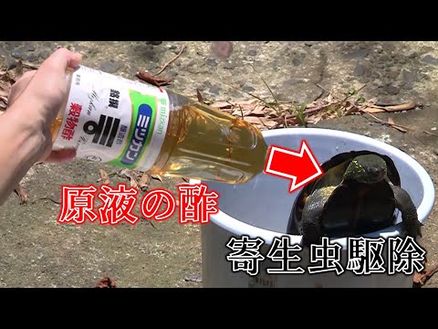 寄生虫まみれのカメを10倍に薄めたお酢に浸けた１週間後に起きた衝撃の結末とは・・・