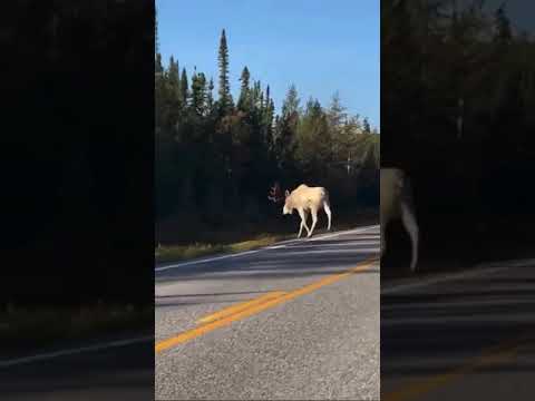 Rare Albino Moose