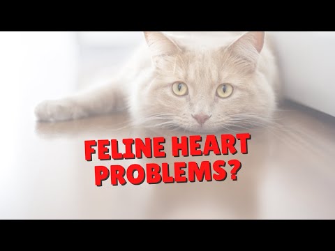 Helping Cats With Heart Issues | Two Crazy Cat Ladies