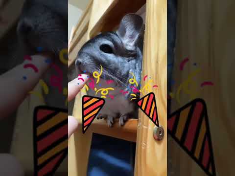 私の推しを見てください(チンチラ) #チンチラ　#chinchilla