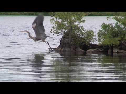 Kawartha Lakes  - Fenelon Falls - Heron Fishing on Cameron Lake