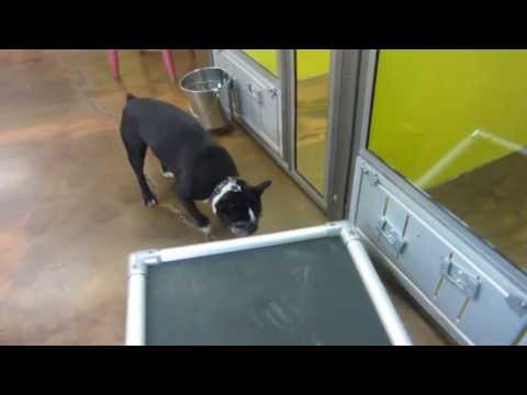 Daycare Boston Terrier Enjoys Toy