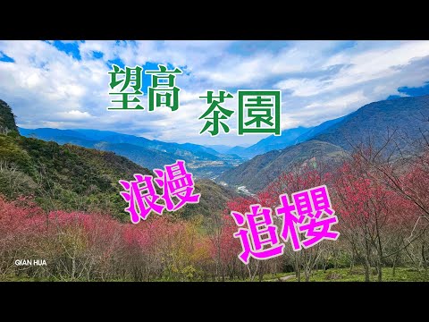 【望高茶園】2024最新花況，新中橫公路116K處最美追花景點，一起於山櫻盛開下，走入畫中仙境