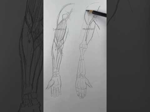 Why you need to consider hand position before drawing the forearm muscles.